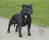 Staffordshire Bull Terrier 9C090D-22